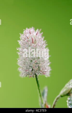 Haresfoot Trèfle, Rhénanie du Nord-Westphalie, Allemagne / (Trifolium arvense) | Hasenklee, Nordrhein-Westfalen, Deutschland Banque D'Images