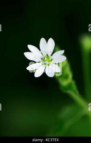 Mouron des oiseaux géants, Rhénanie du Nord-Westphalie, Allemagne / (Stellaria aquatica, Myosoton aquaticum) | Gewoehnlicher Wasserdarm, Nordrhein-Westfalen Banque D'Images