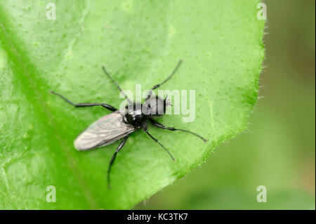 La Fly, homme, Rhénanie du Nord-Westphalie, Allemagne / (Bibio marci) | Maerzfliege, maennlich, Nordrhein-Westfalen, Deutschland Banque D'Images