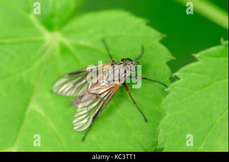 Grand-Snipefly Fleck, Rhénanie du Nord-Westphalie, Allemagne / (Rhagio notatus) | Schnepfenfliege, Nordrhein-Westfalen, Deutschland Banque D'Images