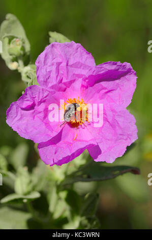 Ciste à feuilles gris et rose à taches blanches coléoptère, Provence, Sud de France / (Cistus albidus), (Oxythyrea funesta) Banque D'Images