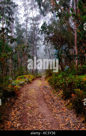 Galicien misty woods tôt le matin, Espagne Banque D'Images