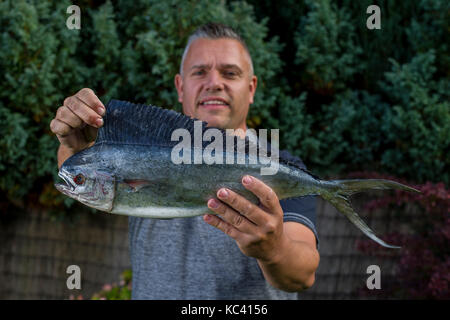 Angler Mark Padfield qui ont pris les premiers poissons dauphins dans les eaux britanniques, à partir de la plage de Chesil dans le Dorset. Le poisson n'est pas indigène à la France eaux. Banque D'Images