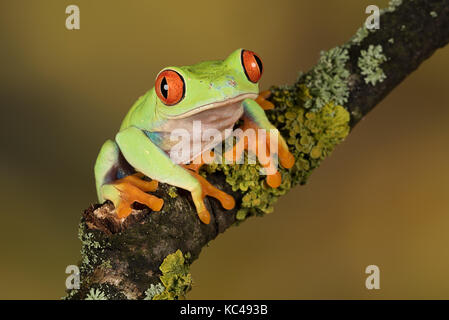 Close up portrait of a red eyed tree frog en équilibre sur une branche sur un fond naturel Banque D'Images