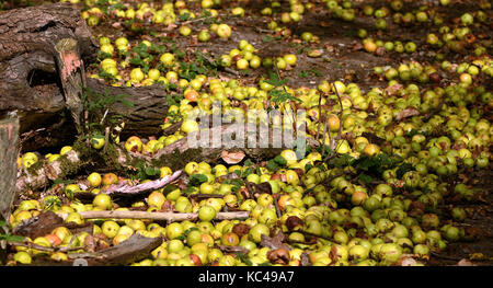 Pommes de crabe exceptionnels mensonge par un vieux tronc et branches sur un plancher de bois dans la région de Warwickshire, Angleterre, Royaume-Uni. Banque D'Images