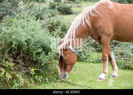 Poney new forest portant un collier fluorescent pour le rendre plus visible par les usagers de la route Banque D'Images