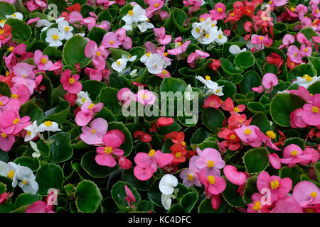 Begonia coloré fleurs (Begoniaceae) à vendre à serre. Banque D'Images