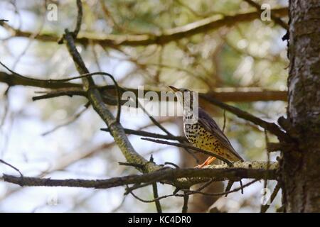 Turdus viscivorus Mistle Thrush de conifères, en bois, le Pays de Galles, Royaume-Uni Banque D'Images