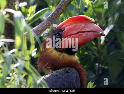 Gros plan sur la tête d'un hornbill asiatique (Buceros hydrocorax), alias hornbill philippin Banque D'Images