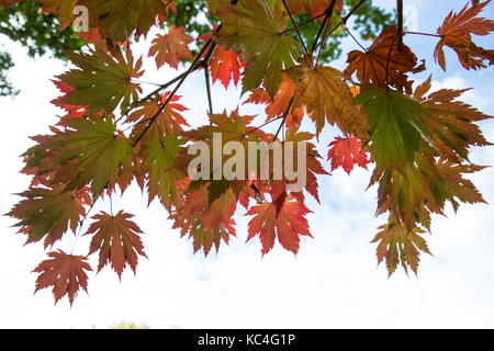 Windsor, Royaume-Uni. 2Nd oct, 2017. Acer japonicum o isami affiche des couleurs d'automne dans la région de Windsor Great Park. crédit : mark kerrison/Alamy live news Banque D'Images