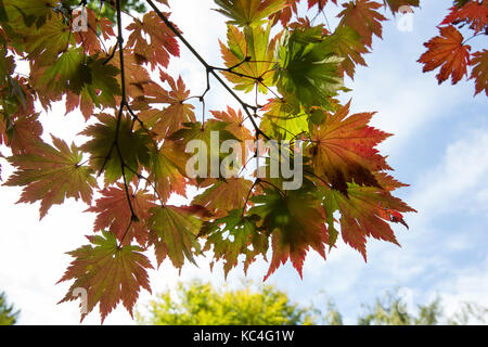 Windsor, Royaume-Uni. 2Nd oct, 2017. Acer japonicum o isami affiche des couleurs d'automne dans la région de Windsor Great Park. crédit : mark kerrison/Alamy live news Banque D'Images