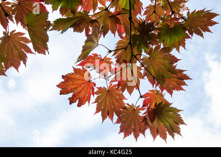 Windsor, Royaume-Uni. 2Nd oct, 2017. Acer japonicum o isami affiche des couleurs d'automne dans la région de Windsor Great Park. crédit : mark kerrison/Alamy live news Banque D'Images