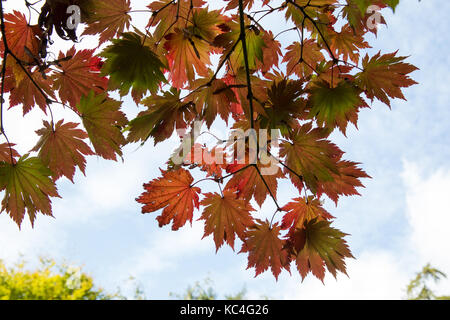 Windsor, Royaume-Uni. 2Nd oct, 2017. Acer japonicum o isami affiche des couleurs d'automne dans la région de Windsor Great Park. crédit : mark kerrison/Alamy live news Banque D'Images