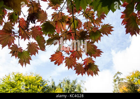 Windsor, Royaume-Uni. 2Nd oct, 2017. Acer japonicum o isami affiche des couleurs d'automne dans la région de Windsor Great Park. crédit : mark kerrison/Alamy live news Banque D'Images