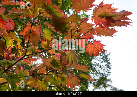 Windsor, Royaume-Uni. 2Nd oct, 2017. Acer japonicum o isami affiche des couleurs d'automne dans la région de Windsor Great Park. crédit : mark kerrison/Alamy live news Banque D'Images