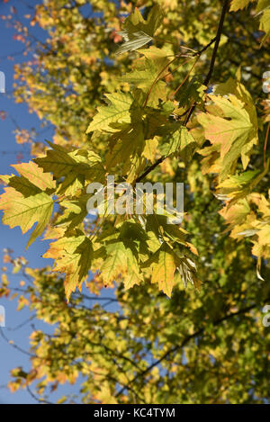 Descente Park, Londres, UK. 3ème oct 2017. couleurs de l'automne dans un parc à tottenham londres. crédit : Matthieu chattle/Alamy live news Banque D'Images