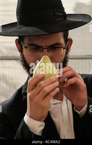 Jérusalem, Israël. 3ème oct 2017. un homme religieux juif assure un contrôle un etrog, le fruit d'un arbre de citron et l'une des "quatre espèces" comme l'a ordonné, dans Lévitique 23:40, lors d'un décrochage en plein air dans le marché Mahane Yehuda. toute légère imperfection rend les fruits. Les préparatifs sont en cours pour Souccot, la fête juive des tabernacles. crédit : alon nir/Alamy live news Banque D'Images