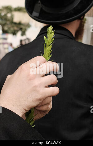 Jérusalem, Israël. 3ème oct 2017. Les hommes religieux juif un contrôle minutieux des branches avec des feuilles, haddas du myrte et l'une des "quatre espèces" comme l'a ordonné, dans Lévitique 23:40, lors d'un décrochage en plein air dans le marché Mahane Yehuda. toute légère imperfection rend les fruits. Les préparatifs sont en cours pour Souccot, la fête juive des tabernacles. crédit : alon nir/Alamy live news Banque D'Images