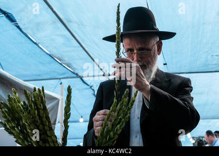 Jérusalem, Israël. 3ème oct 2017. un homme religieux juif assure un contrôle l'haddas, avec des feuilles de rameaux le myrte et l'une des "quatre espèces" comme l'a ordonné, dans Lévitique 23:40, dans le quartier de Mea Shearim. toute légère imperfection rend les fruits. Les préparatifs sont en cours pour Souccot, la fête juive des tabernacles. crédit : alon nir/Alamy live news Banque D'Images