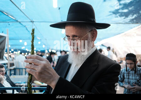 Jérusalem, Israël. 3ème oct 2017. un homme religieux juif assure un contrôle l'haddas, avec des feuilles de rameaux le myrte et l'une des "quatre espèces" comme l'a ordonné, dans Lévitique 23:40, dans le quartier de Mea Shearim. toute légère imperfection rend les fruits. Les préparatifs sont en cours pour Souccot, la fête juive des tabernacles. crédit : alon nir/Alamy live news Banque D'Images