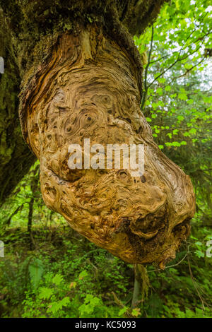 Bigleaf Maple Burl le long de la piste de Hoh River jusqu'à Blue Glacier, parc national olympique, État de Washington, États-Unis Banque D'Images