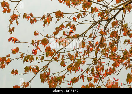 Vine Maple, Acer circinatum, laisse tourner orange pendant une période de sécheresse, dans la forêt tropicale de Hoh Hoh le long du sentier de la rivière dans le parc national Olympic, Washin Banque D'Images