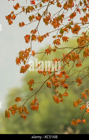 Vine Maple, Acer circinatum, laisse tourner orange pendant une période de sécheresse, dans la forêt tropicale de Hoh Hoh le long du sentier de la rivière dans le parc national Olympic, Washin Banque D'Images