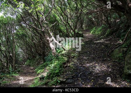 Sentier de randonnée à travers la végétation typique de la côte nord-est près de ponta ruiva, l'île de Flores, Açores, Portugal Banque D'Images