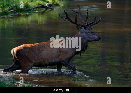 Red Deer à la saison du rut (Cervus elaphus), promenades à travers l'eau et traverse la rivière, captive, Allemagne Banque D'Images