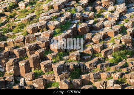 Colonnes de basalte hexagonales qui s'élèvent depuis le sol à la chaussée des géants, comté d'Antrim, Irlande du Nord, Grande-Bretagne Banque D'Images