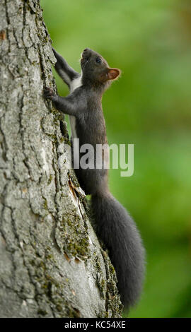 Eurasian écureuil roux (Sciurus vulgaris), melanistic animal, grimpe sur un tronc d'arbre, Bade-Wurtemberg, Allemagne Banque D'Images