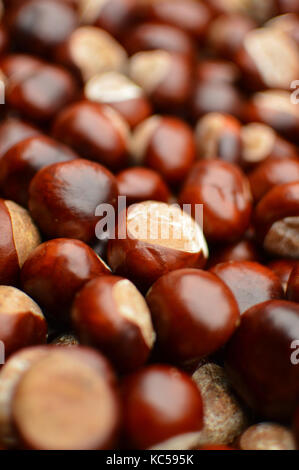 Close up plein cadre d'une collection de conkers (marron) Banque D'Images