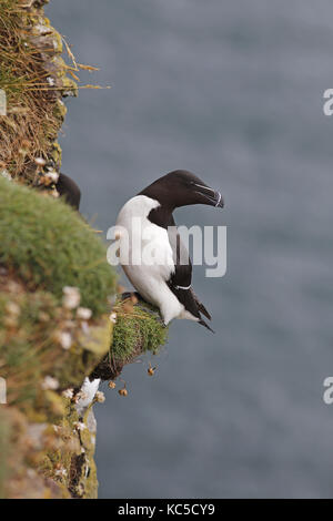 Petit Pingouin, Alca torda, on ledge à falaises de nidification Banque D'Images