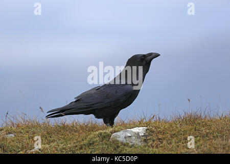 Grand Corbeau, Corvus corax, sur une colline de landes Banque D'Images