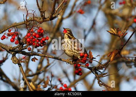 Redwing, Turdus iliacus, fruits rouges de l'alimentation Banque D'Images