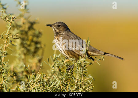 Moqueur des armoises (Oreoscoptes montanus Chaco Culture National Historical Park, New Mexico, United States 21 septembre 2017 Adulte en plumage frais. Banque D'Images