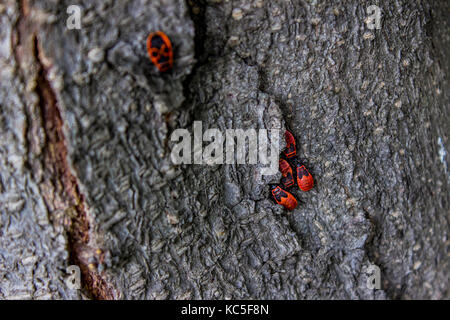 Voir à firebugs (pyrrhocoris apterus) sur une écorce d'arbre Banque D'Images