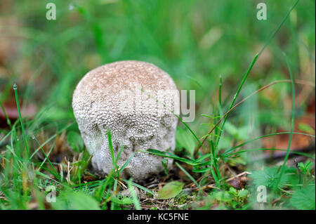 De plus en plus imperméable aux champignons dans la forêt en automne Banque D'Images