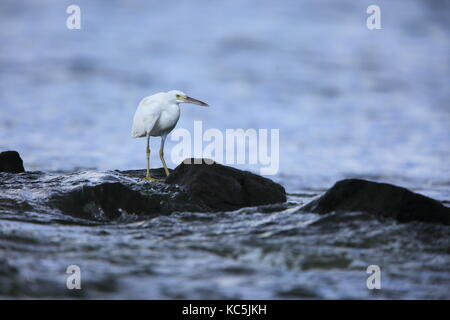 Récif est héron ou pacific reef (egretta sacra) dans l'Île Salomon Banque D'Images