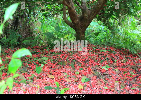 Arbre généalogique papaye (Carica papaya) à l'île de Manus, en Papouasie Nouvelle Guinée Banque D'Images