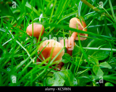 Marasmius oreades champignons dans le domaine Banque D'Images