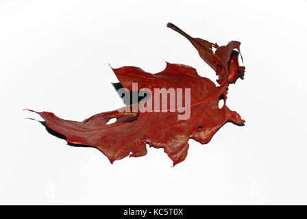 Feuille sèche en automne close-up Banque D'Images