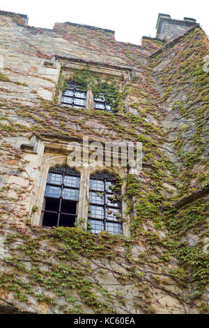 Vigne vierge sur la façade du château Banque D'Images