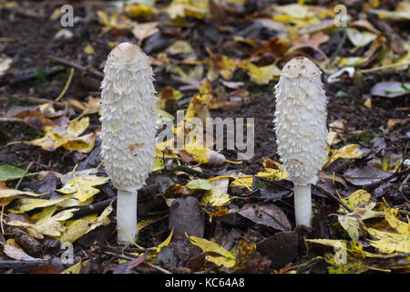 Shaggy cap d'encre toadstools (également appelé perruque, Coprinus comatus avocats) Banque D'Images