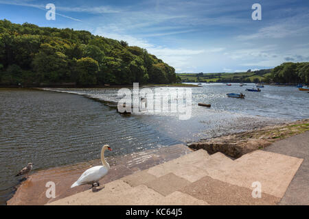 Un cygne, à Stoke gabriel sur la rivière dart dans le sud du Devon. Banque D'Images