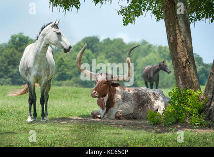 - Watusi Texas Longhorn steer race croisée avec les chevaux dans les pâturages. Banque D'Images