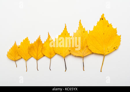 Les feuilles d'automne jaunes disposées en ordre de taille Banque D'Images