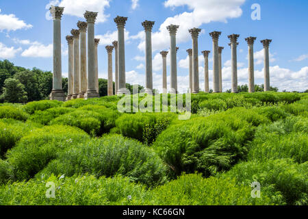 Washington DC,United States National Arboretum,jardin botanique,Ellipse Meadow,National Capitol Columns,Corinthian,DC170525094 Banque D'Images