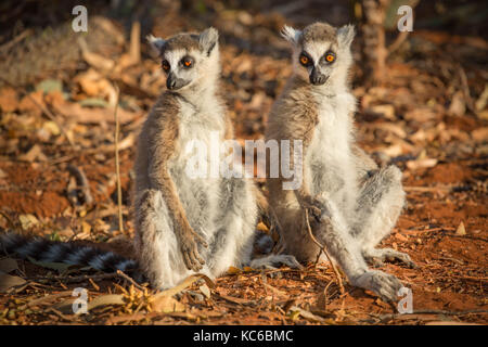 L'Afrique, Madagascar, Bryanston, wild ring-tailed lemur (Lemur catta) en voie de disparition Banque D'Images