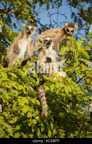 L'Afrique, Madagascar, Bryanston, wild ring-tailed lémuriens (Lemur catta) en voie de disparition, assis dans l'arbre. Banque D'Images